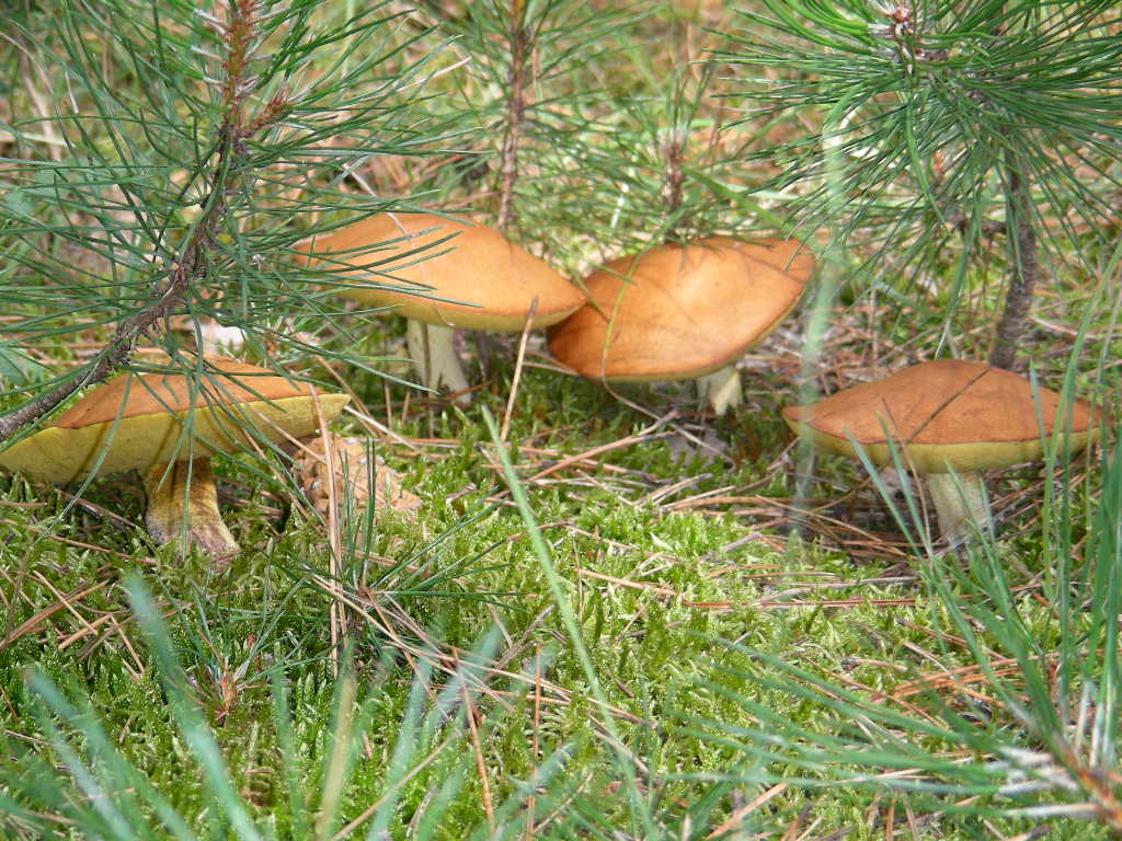 Suillus granulatus ...in foto